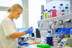 Western Blot and In-Cell-Western