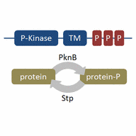 Structure of PASTA-domain containing proteins